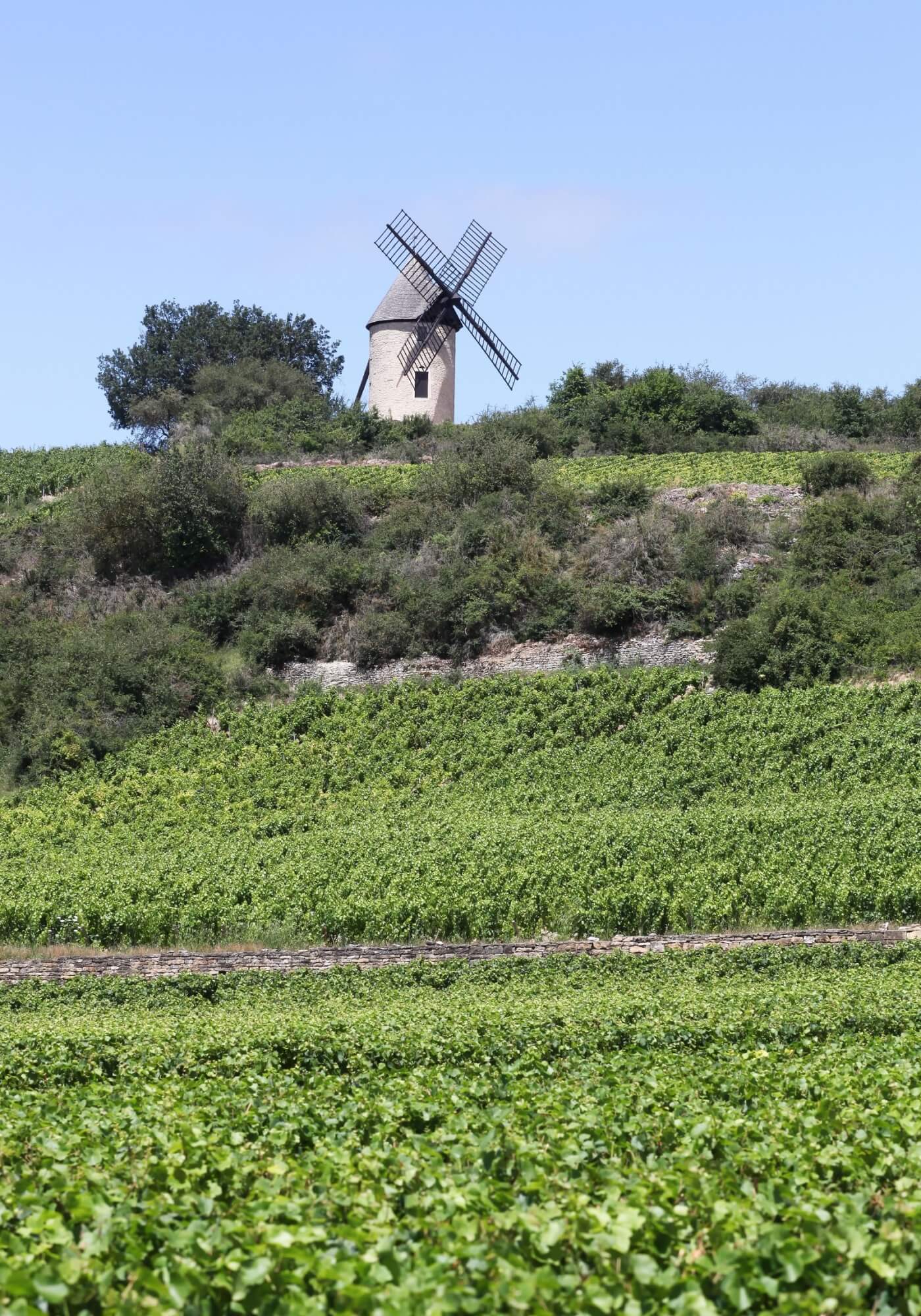A windmill sits above a vineyard in Burgundy