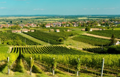 Vineyards outside Villany, Hungary