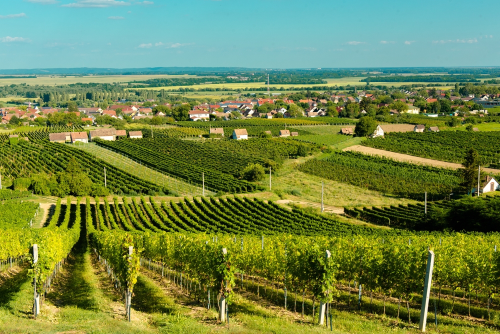 Viñedos en las afueras de Villany, Hungría 