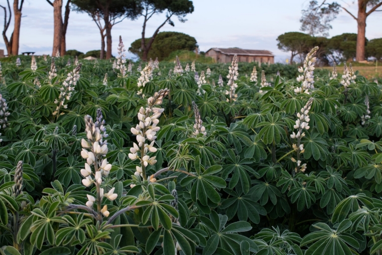 Flores crescendo na propriedade agrícola Borghetto San Carlo (crédito: Cooperativa Coraggio)