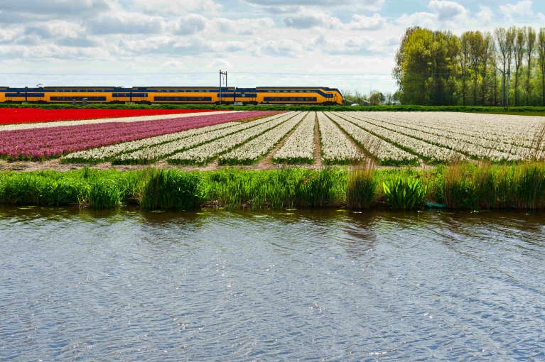 A train riding past tulip fields near Hillegom