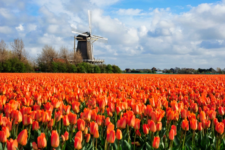 Tulip fields near Den Helder