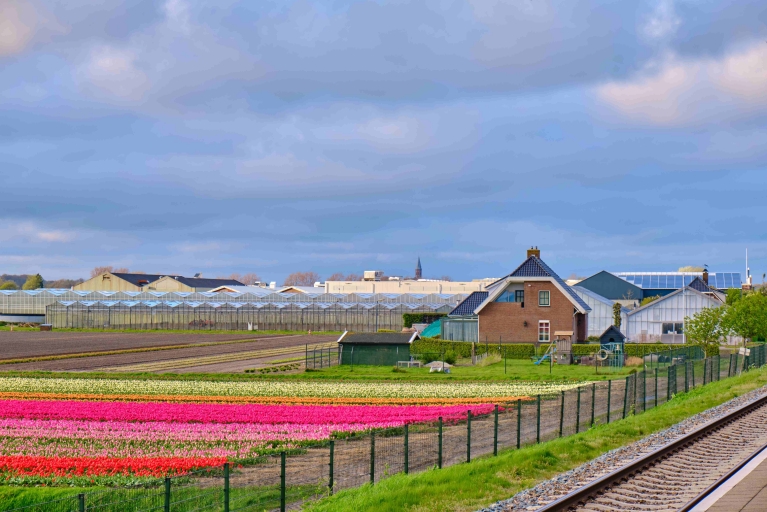 Tulip fields visible from Hillegom's train station