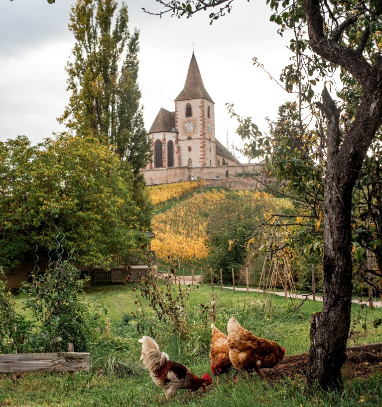 Vineyards outside Colmar, France 