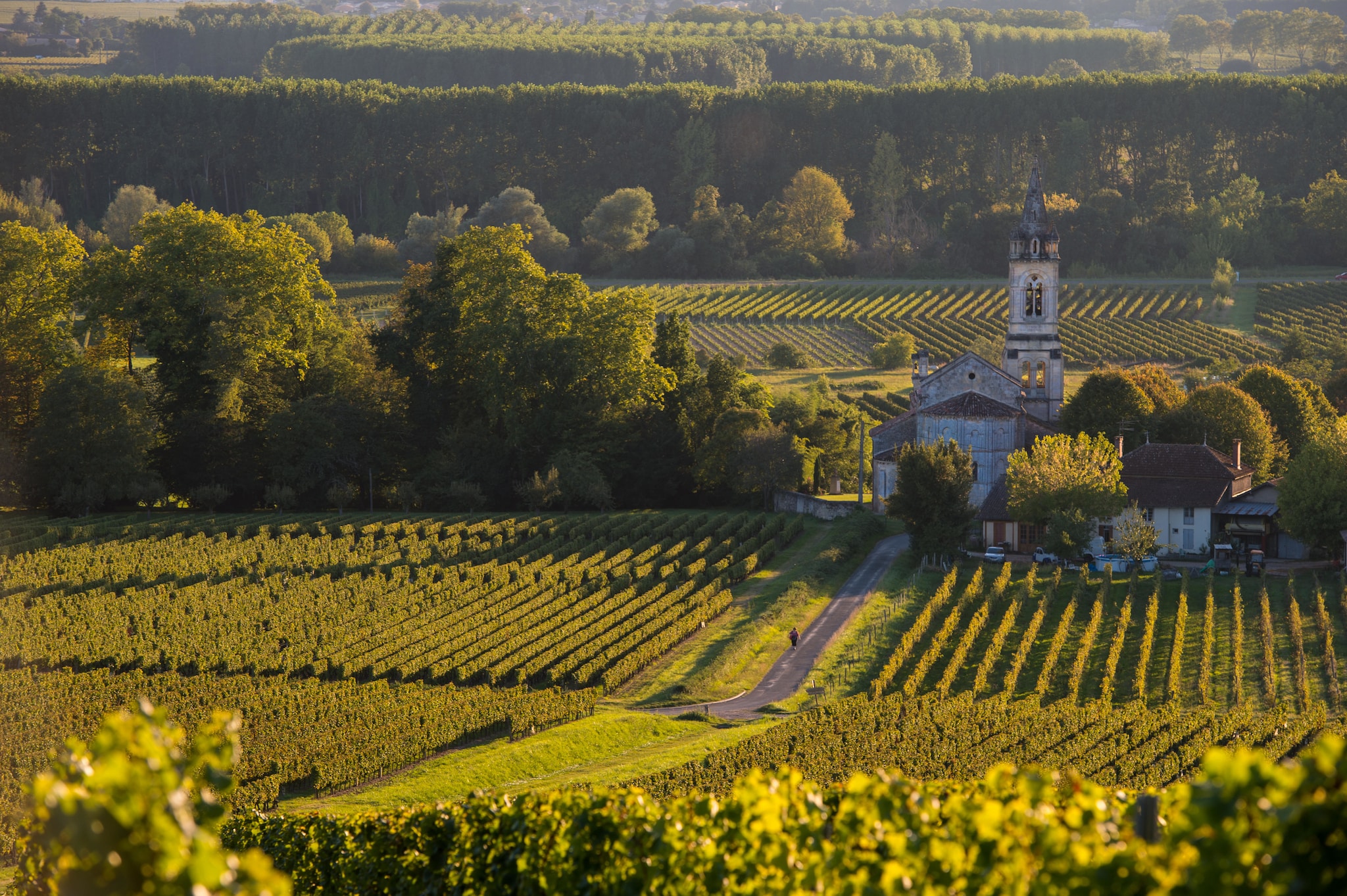 Vinhedos na região de Bordeaux