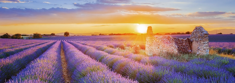 france-provence-lavender-field-sunset