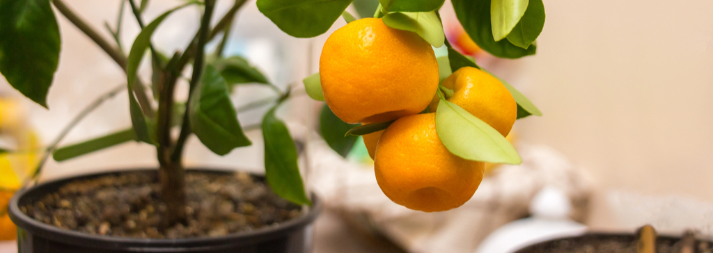 z-citrus-pot-plant-masthead
