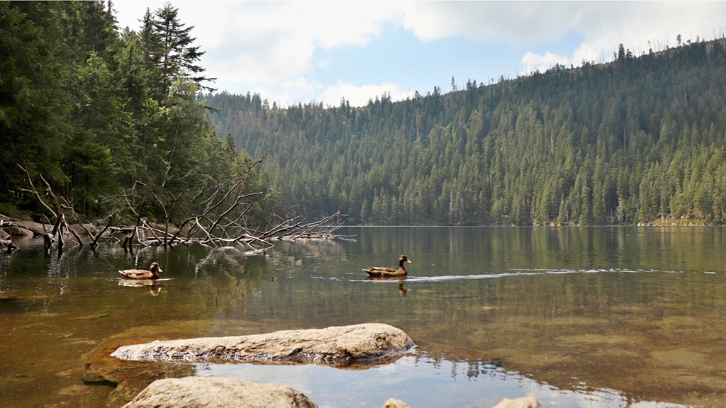 czech-republic-lake-duck