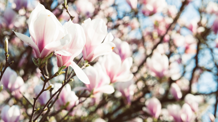 luxembourg-magnolias-spring
