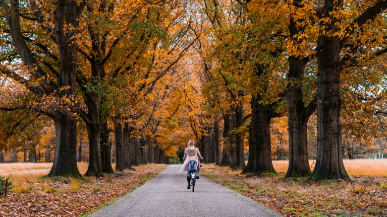 netherlands-hoge-veluwe-national-park -fall-trees-woman-cycling