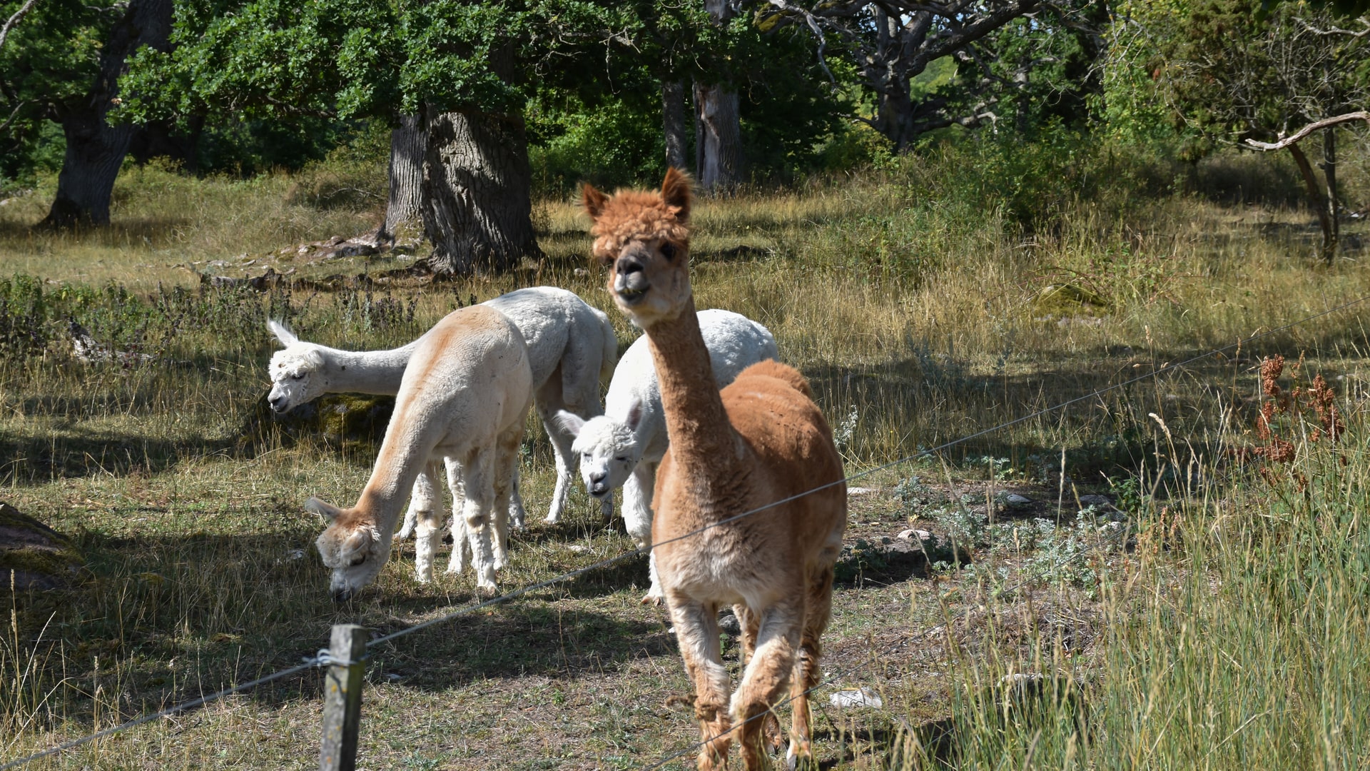 sweden-oak-trees-alpacas