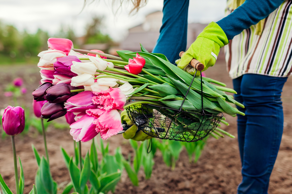Tulip picking in Julianadorp, Den Helder