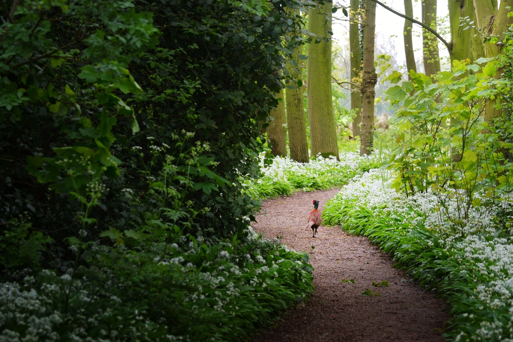 Wild Garlic Blooms in De Stochemhoeve in Leiden