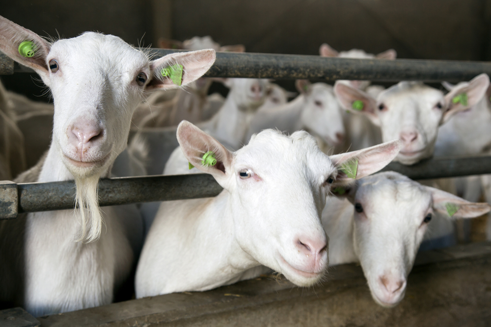 Goats at a Kinderboerderij or Petting Zoo in the Netherlands