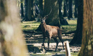 france-rambouillet-forest-deer