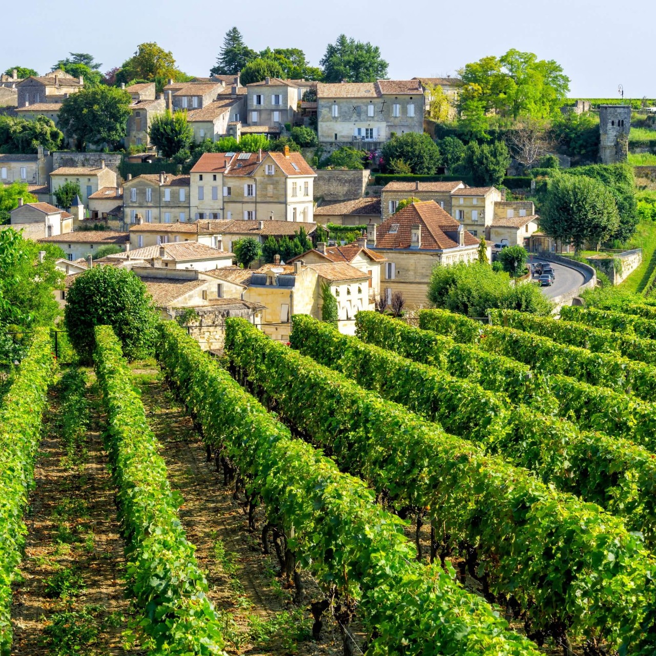 Rows of green vines, with a small, hilly town with white buildings in the background