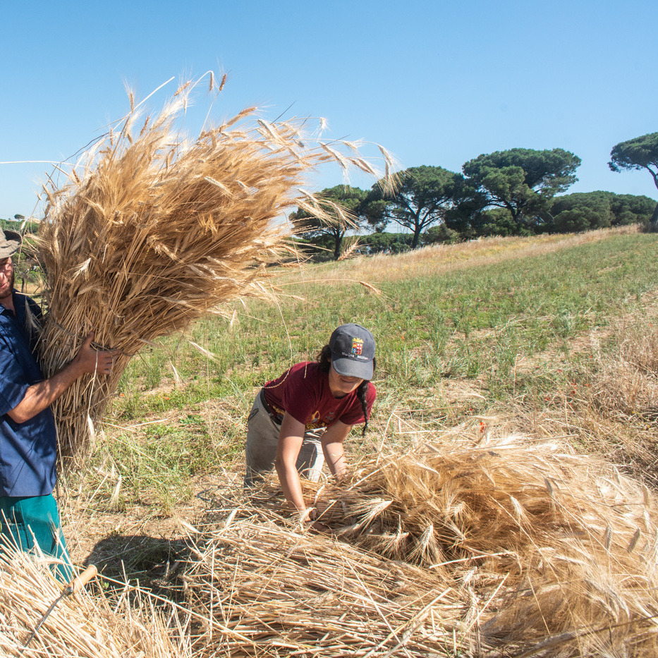 Mulher levantando trigo no campo