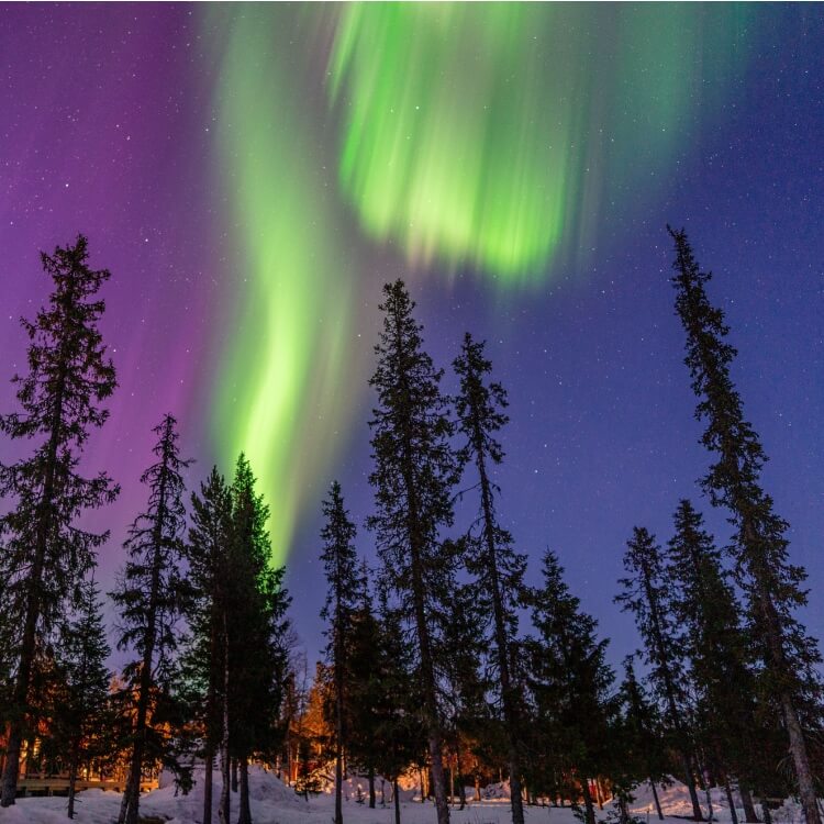 A aurora boreal cintilando entre pinheiros altos
