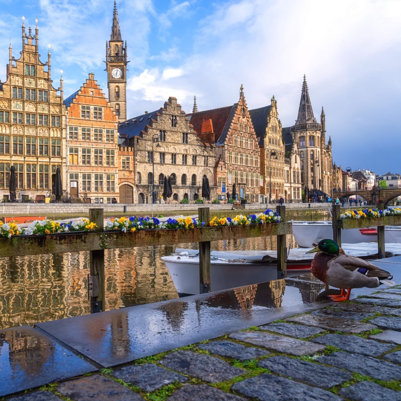 一只野鸭栖息在根特河畔的石板小径边，对岸矗立着典型的比利时古典建筑。